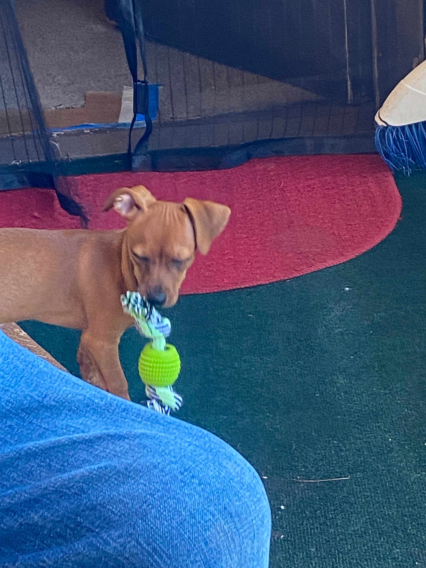 Chepito is registered to the contest to win money with this photo: dog, puppy, toy, rope_toy, green_toy, carpet, red_rug, jeans, leg, indoor, pet, brown_dog, playing, mouth, floor, furniture, netting, curtain, animal, canine