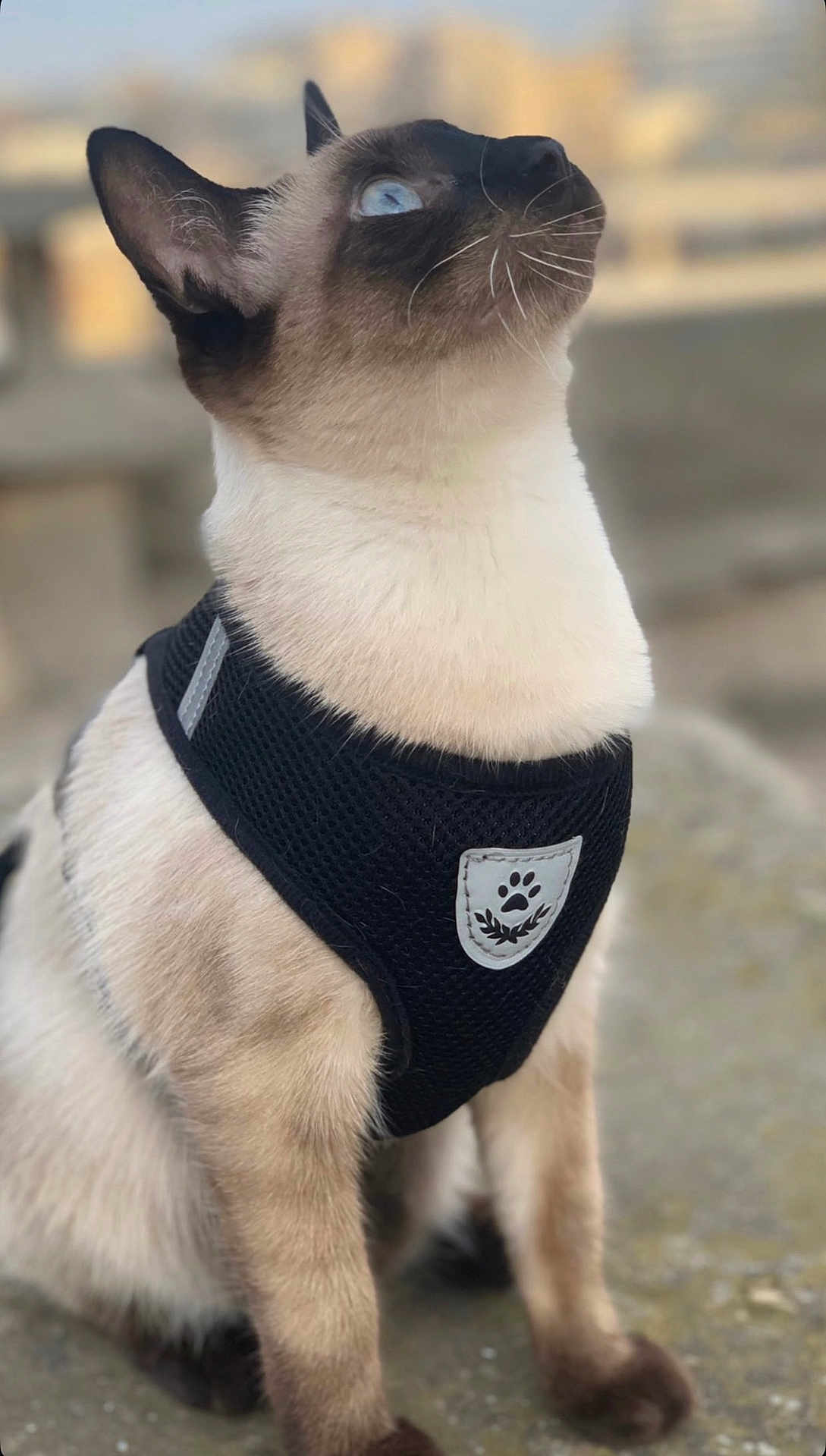 Louza joined the competition — help win amazing prizes! alert, animal, blue_eyes, cat, close_up, cute, domestic_cat, ears, face, feline, fur, harness, looking_up, nature, outdoor, pet, portrait, siamese, sitting, whiskers