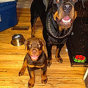 Jaxs is registered to the contest to win money with this photo: rottweiler, dog, puppy, adult_dog, smiling, indoor, wooden_floor, dog_bowl, dog_crate, toy, chain_collar, pet, floor, canine, happy, looking_up, animal, companions, playful, domestic