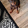 puppy, rottweiler, dog, pet, animal, floor, wooden_floor, rug, black_and_white, toy, colorful_toy, indoor, cute, young, sitting, looking_up, ears, brown, black, nose