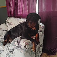 Ciara is registered to the contest to win money with this photo: dog, rottweiler, armchair, indoor, curtains, purple, floral_pattern, pet, canine, relaxed, furniture, wooden_floor, domestic, companion, animal, home, resting, comfort, living_room, mammal