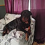 dog, rottweiler, armchair, indoor, curtains, purple, floral_pattern, pet, canine, relaxed, furniture, wooden_floor, domestic, companion, animal, home, resting, comfort, living_room, mammal