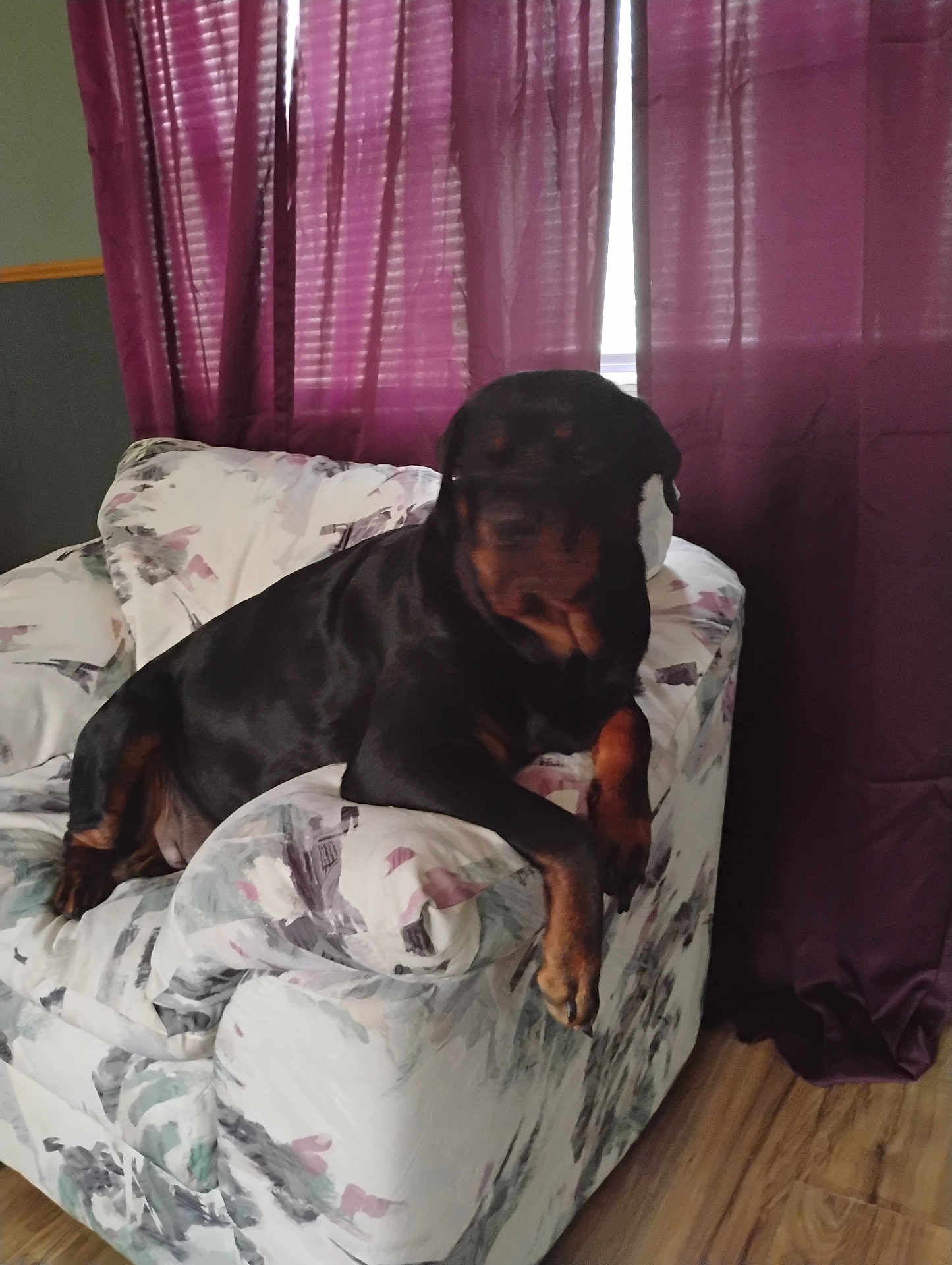 Ciara is registered to the contest to win money with this photo: dog, rottweiler, armchair, indoor, curtains, purple, floral_pattern, pet, canine, relaxed, furniture, wooden_floor, domestic, companion, animal, home, resting, comfort, living_room, mammal