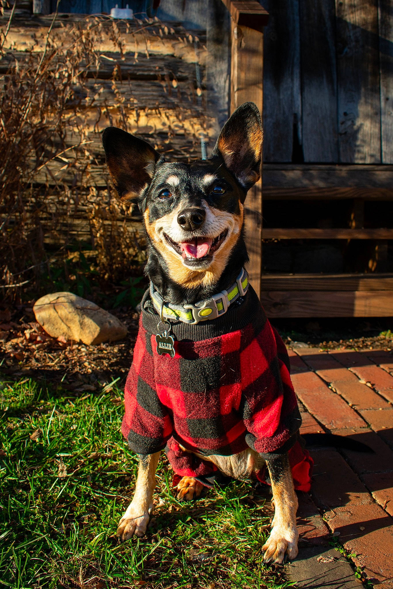 Alie is registered to the contest to win money with this photo: adventure, canidae, carmine, carnivore, companion_dog, dog, dog_breed, dog_clothes, dog_collar, dog_supply, door, fawn, grass, leaf, leash, plant, snout, sporting_group, wood, working_animal