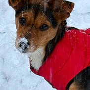 Amber participe au concours pour gagner de l'argent avec cette photo : dog, snow, red_jacket, winter, outdoor, pet, animal, fur, canine, cold, cute, portrait, snowy_nose, winter_clothing, looking, ears, brown_fur, black_fur, white_fur, closeup