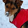 dog, snow, red_jacket, winter, outdoor, pet, animal, fur, canine, cold, cute, portrait, snowy_nose, winter_clothing, looking, ears, brown_fur, black_fur, white_fur, closeup