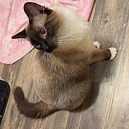 Blue joined the competition — help win amazing prizes! cat, siamese, blue_eyes, fur, whiskers, pink_cloth, wooden_floor, pet, animal, indoor, curious, sitting, tail, ears, closeup, feline, domestic_cat, flooring, household, looking_up