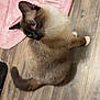 cat, siamese, blue_eyes, fur, whiskers, pink_cloth, wooden_floor, pet, animal, indoor, curious, sitting, tail, ears, closeup, feline, domestic_cat, flooring, household, looking_up
