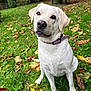 dog, labrador, white_dog, pet, collar, grass, autumn_leaves, outdoor, nature, animal, sitting, cute, mammal, friendly, canine, garden, leafy, seasonal, portrait, companion