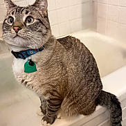 Chathamay joined the competition — help win amazing prizes! animal, bathroom, bathtub, blue_eyes, cat, closeup, collar, curious, domestic_animal, feline, fur, indoor, paws, pet, portrait, sitting, tabby, tail, tile_wall, whiskers