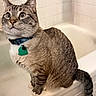 animal, bathroom, bathtub, blue_eyes, cat, closeup, collar, curious, domestic_animal, feline, fur, indoor, paws, pet, portrait, sitting, tabby, tail, tile_wall, whiskers