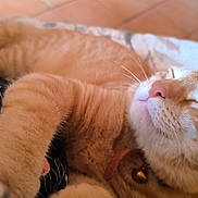 Nesquick participe au concours pour gagner de l'argent avec cette photo : bell, blanket, cat, close_up, collar, cozy, domestic_cat, feline, fur, ginger_cat, indoor, nap, nose, paw, pet, portrait, relaxed, sleeping_cat, soft_texture, whiskers