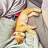 Nesquick a rejoint le concours — aidez-le/la à gagner de superbes lots ! blanket, cat, couch, cozy, domestic_animal, ear, fabric, fur, ginger_cat, indoor, kitten, nap, paw, pet, pillow, red_collar, relaxed, sleeping, soft_texture, whiskers