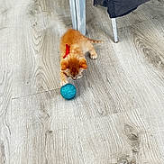 Nesquick a rejoint le concours — aidez-le/la à gagner de superbes lots ! adorable, blue_ball, cat, chair_leg, cute, floor, furniture, ginger_cat, indoor, kitten, laminate_floor, orange_kitten, paw, pet, playing, red_collar, small, top_view, toy_ball, wood_floor