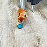 adorable, blue_ball, cat, chair_leg, cute, floor, furniture, ginger_cat, indoor, kitten, laminate_floor, orange_kitten, paw, pet, playing, red_collar, small, top_view, toy_ball, wood_floor