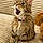 Bébé Chat De Popoye