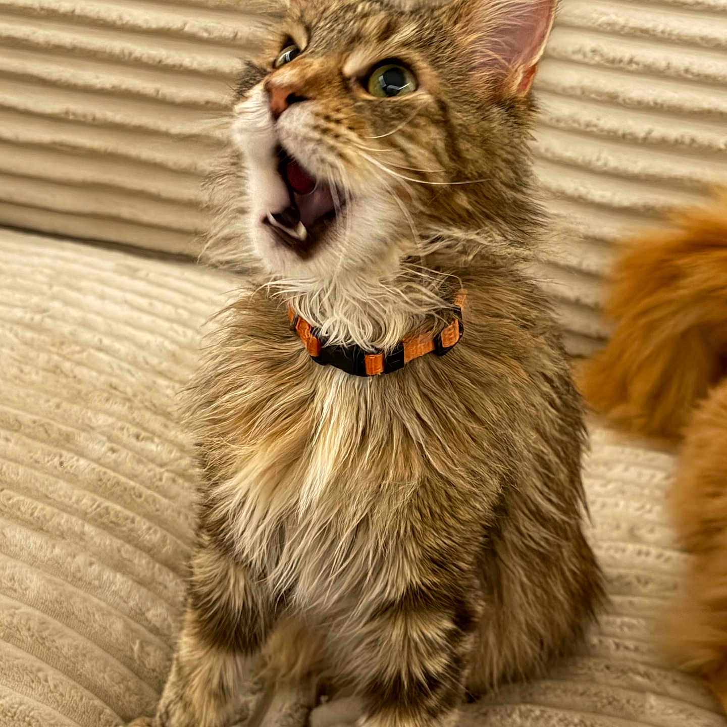 Bébé Chat De Popoye
