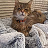 Bébé Chat De Popoye participe au concours pour gagner de l'argent avec cette photo : animal, blanket, cat, collar, comfort, cozy, ears, feline, fluffy, fur, home, indoor, mammal, pet, relaxed, resting, soft, tabby, texture, whiskers