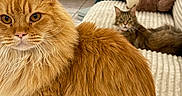 Bébé Chat De Popoye participe au concours pour gagner de l'argent avec cette photo : animal, cat, couch, cozy, cute, domestic, fluffy, fur, furniture, home, indoor, looking, mammal, orange_cat, pets, portrait, relaxed, tabby_cat, teddy_bear, whiskers