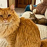 animal, cat, couch, cozy, cute, domestic, fluffy, fur, furniture, home, indoor, looking, mammal, orange_cat, pets, portrait, relaxed, tabby_cat, teddy_bear, whiskers