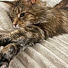 Bébé Chat De Popoye a rejoint le concours — aidez-le/la à gagner de superbes lots ! animal, blanket, cat, closeup, cute, ears, feline, fluffy, fur, indoor, paws, pet, relaxed, resting, sleepy, soft, stretching, tabby, texture, whiskers