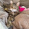 animal, blanket, cat, closeup, collar, comfort, cozy, cute, feline, fur, green_eyes, household, indoor, pet, plush_toy, relaxed, resting, soft_texture, tabby_cat, whiskers