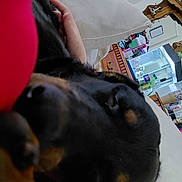 Resse is registered to the contest to win money with this photo: animal, black_dog, bottle, cabinet, closeup, couch, cozy, dog, fish_tank, furniture, hand, home, human_hand, indoor, pet, pillow, relaxing, resting, sleeping, tan_markings