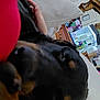 animal, black_dog, bottle, cabinet, closeup, couch, cozy, dog, fish_tank, furniture, hand, home, human_hand, indoor, pet, pillow, relaxing, resting, sleeping, tan_markings