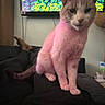Beyonce is registered to the contest to win money with this photo: abstract_art, animal, artwork, cat, colorful, companion, couch, cozy, domestic, furniture, home, indoor, legs, living_room, person, pet, pink_tint, relaxing, resting, seated
