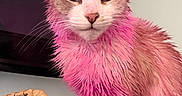 Beyonce is registered to the contest to win money with this photo: animal, basket, cat, closeup, colorful, curious, cute, domestic_cat, ears, face, feline, fur_texture, indoor, looking_at_camera, pet, pink_fur, portrait, wet_fur, whiskers, woven_basket