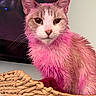 animal, basket, cat, closeup, colorful, curious, cute, domestic_cat, ears, face, feline, fur_texture, indoor, looking_at_camera, pet, pink_fur, portrait, wet_fur, whiskers, woven_basket