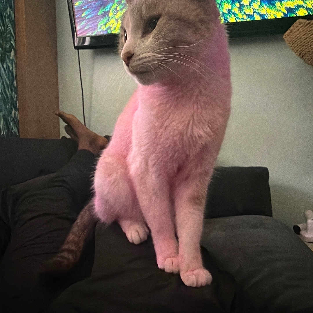 Beyonce is registered to the contest to win money with this photo: cat, colorful_screen, couch, cozy, ears, feline, forest_pattern, fur, home, indoor, legs, living_room, paw, person, pet, pink_fur, relaxing, seated, television, whiskers
