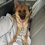 Lacey is registered to the contest to win money with this photo: dog, german_shepherd, blanket, car_interior, back_seat, tongue_out, happy, pet, animal, ears_up, fur, canine, transportation, seatbelt, window, door, relaxed, domestic_animal, companion, vehicle