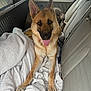 dog, german_shepherd, blanket, car_interior, back_seat, tongue_out, happy, pet, animal, ears_up, fur, canine, transportation, seatbelt, window, door, relaxed, domestic_animal, companion, vehicle