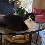 Rheinhardt joined the competition — help win amazing prizes! armchair, cat, coffee_table, decorative_balls, feline, fireplace, fluffy_fur, glass_surface, glass_table, living_room, natural_light, orchid, pet, portrait, potted_plant, red_chair, rug, tuxedo_cat, wicker_basket, window