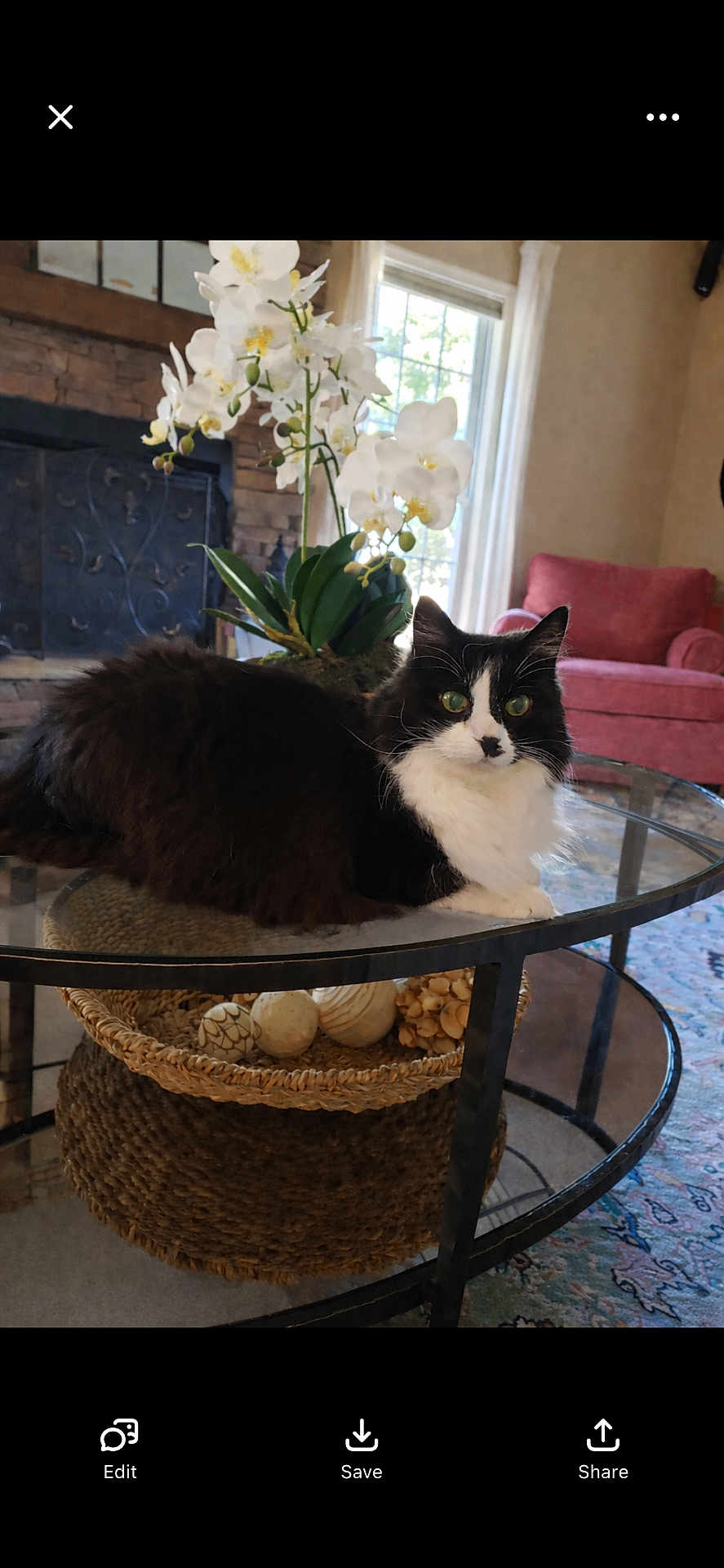 Rheinhardt joined the competition — help win amazing prizes! armchair, cat, coffee_table, decorative_balls, feline, fireplace, fluffy_fur, glass_surface, glass_table, living_room, natural_light, orchid, pet, portrait, potted_plant, red_chair, rug, tuxedo_cat, wicker_basket, window