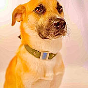 Renaat a rejoint le concours — aidez-le/la à gagner de superbes lots ! dog, canine, pet, collar, portrait, close_up, brown_fur, animal, domestic_animal, mammal, looking_away, ears, whiskers, sitting, indoor, friendly, alert, fur_texture, background_blur, cute
