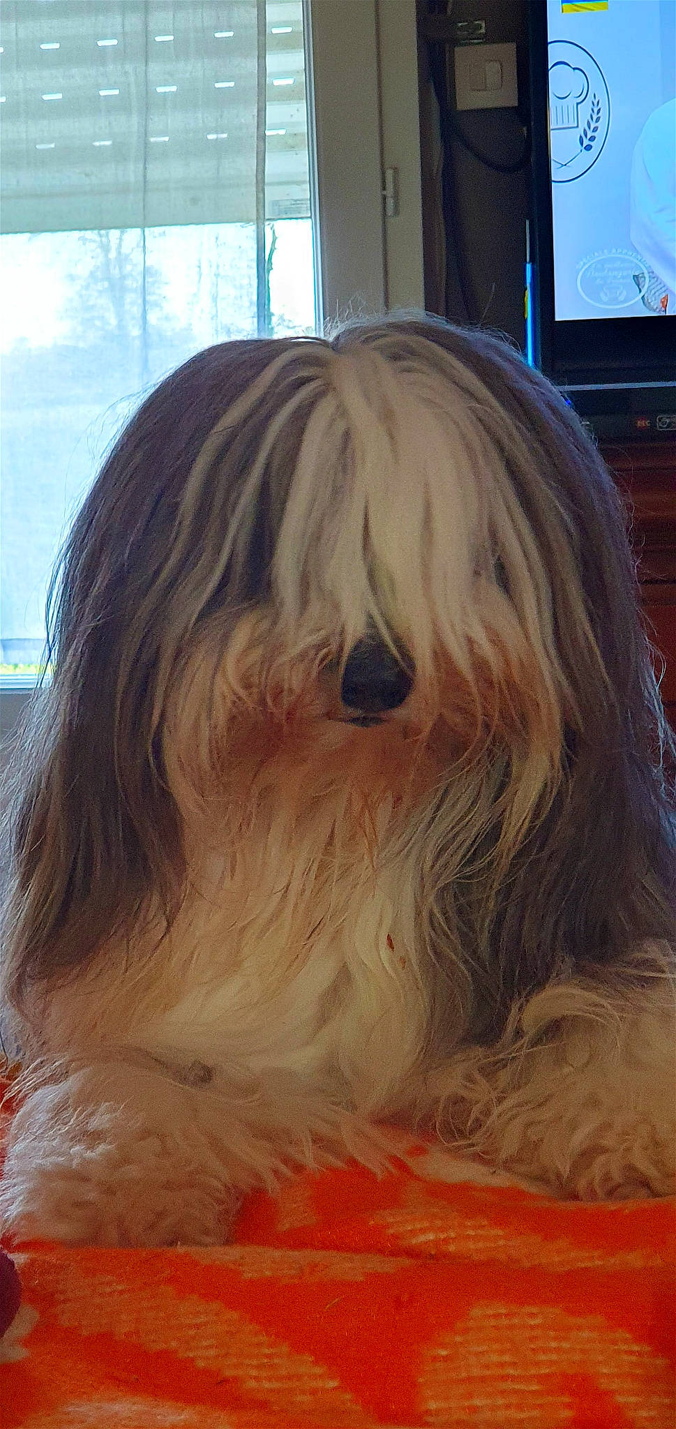 Jerzuale a rejoint le concours — aidez-le/la à gagner de superbes lots ! canidae, carnivore, companion_dog, dog, dog_breed, flooring, fur, hair_coloring, home_appliance, led_backlit_lcd_display, liver, non_sporting_group, small_terrier, sporting_group, television, terrier, toy_dog, window, wood, working_animal