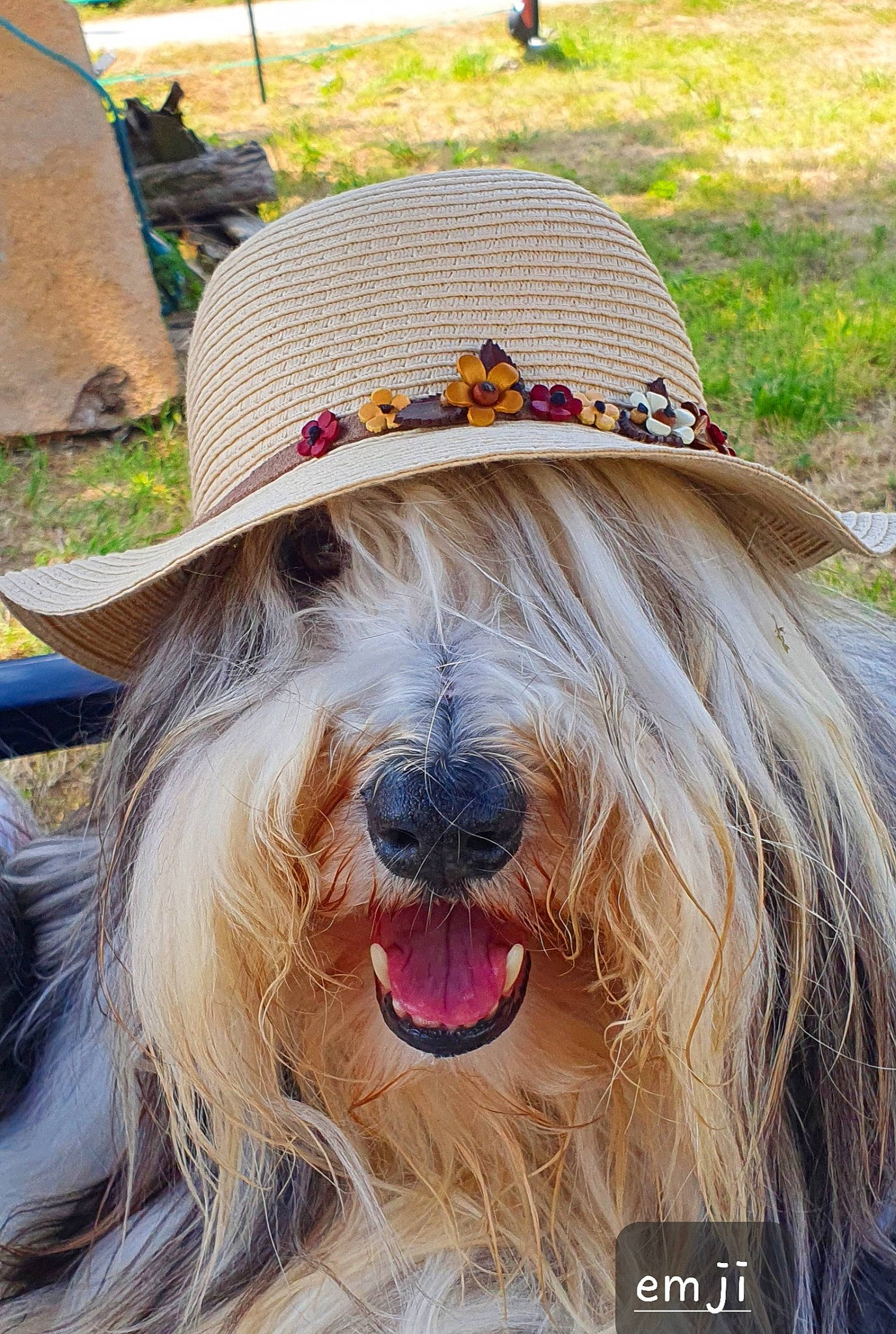 Jerzuale participe au concours pour gagner de l'argent avec cette photo : canidae, carnivore, collar, companion_dog, costume_hat, cowboy_hat, dog, dog_breed, dog_collar, fashion_accessory, fawn, fedora, fur, grass, hat, plant, snout, sporting_group, sun_hat, working_animal