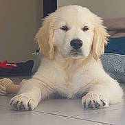 Jennifer Lepiller participe au concours pour gagner de l'argent avec cette photo : adorable, animal, calm, canine, cute, dog, domestic, floor, fur, golden_retriever, household, indoor, laying_down, mammal, paw, pet, puppy, resting, tile, young