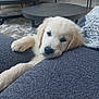 Jennifer Lepiller participe au concours pour gagner de l'argent avec cette photo : animal, blanket, carpet, couch, cozy, cute, dog, domestic, floor, fur, furniture, golden_retriever, indoor, living_room, pet, puppy, relaxing, sleepy, table, television