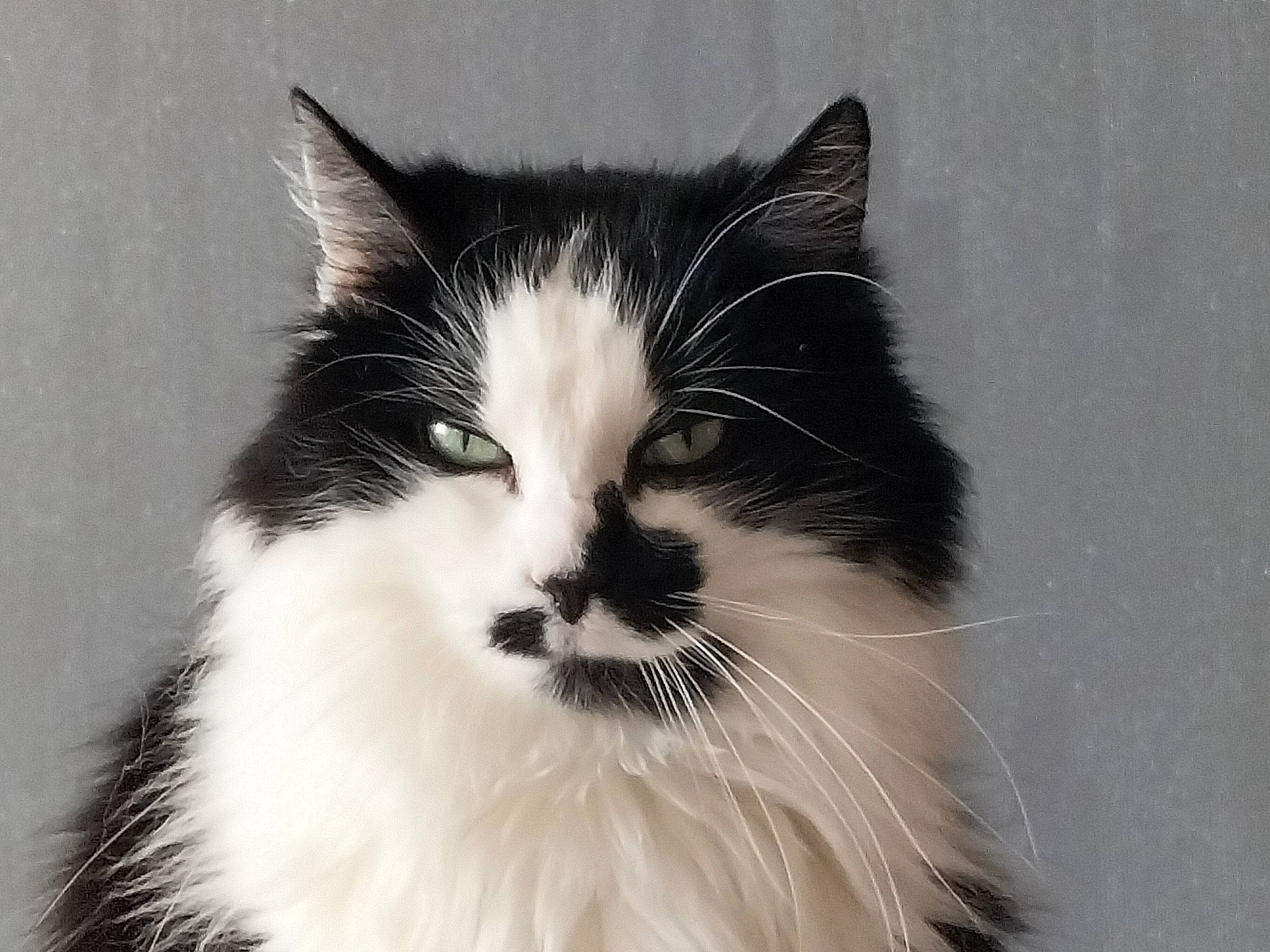 Mimi participe au concours pour gagner de l'argent avec cette photo : carnivore, cat, eye, felidae, fur, head, iris, monochrome, monochrome_photography, sitting, small_to_medium_sized_cats, snout, terrestrial_animal, whiskers