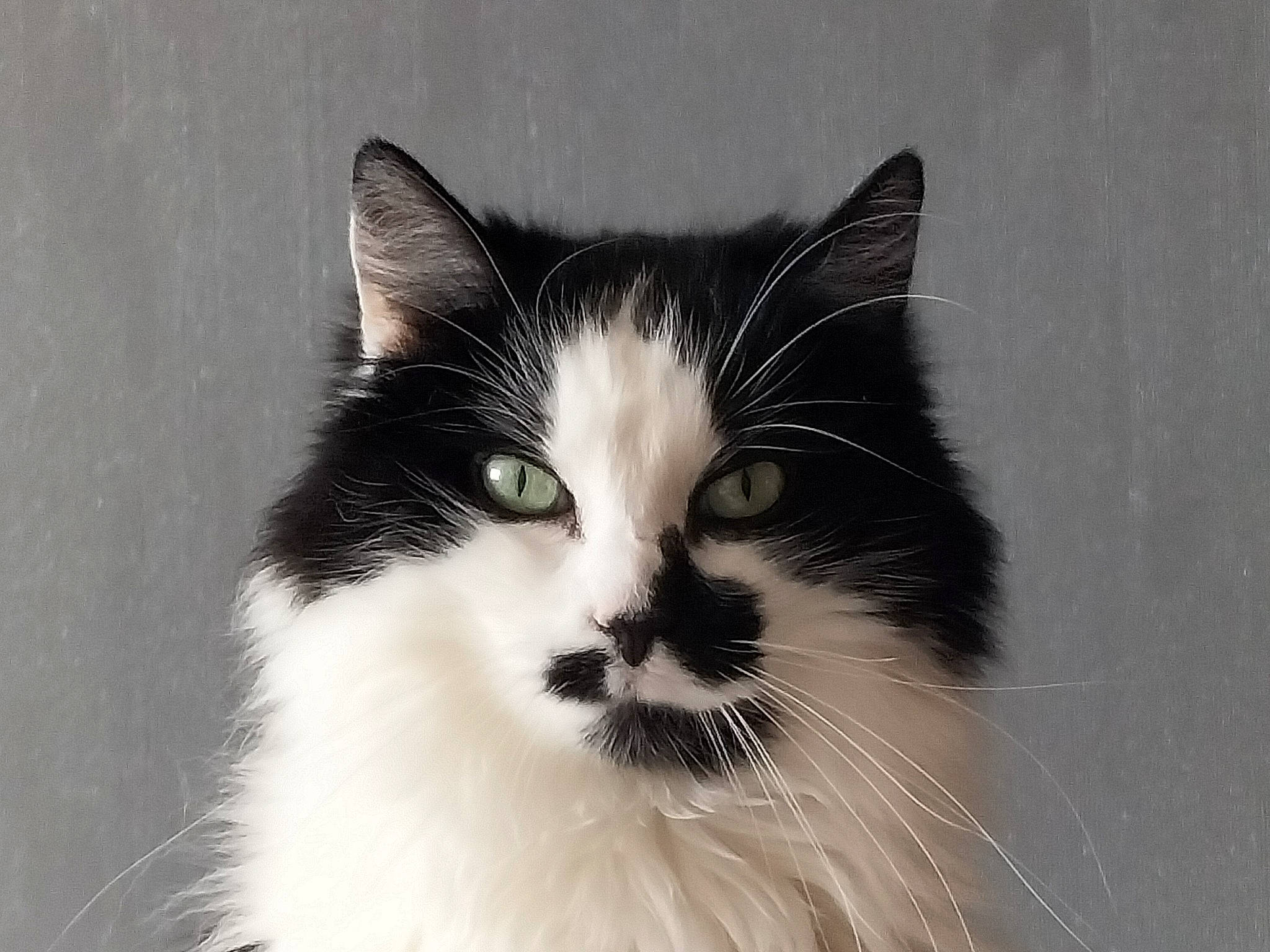 Mimi a rejoint le concours — aidez-le/la à gagner de superbes lots ! carnivore, cat, domestic_short_haired_cat, eye, felidae, fur, hair, head, human_body, monochrome_photography, sitting, small_to_medium_sized_cats, snout, terrestrial_animal, whiskers, window