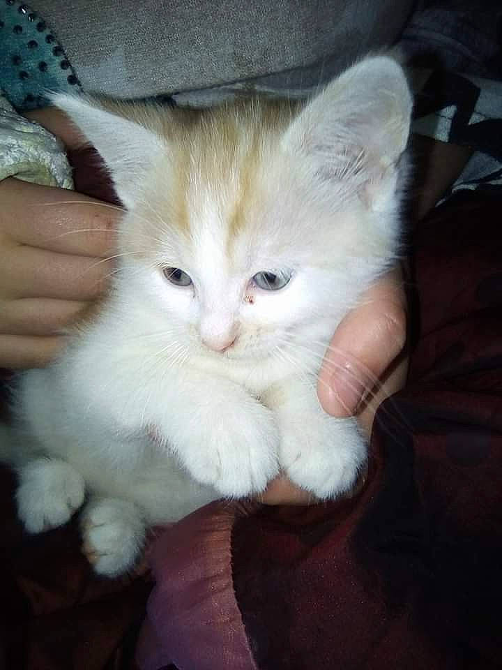 Nougat participe au concours pour gagner de l'argent avec cette photo : carnivore, cat, claw, comfort, domestic_short_haired_cat, fawn, felidae, fur, lap, nail, paw, small_to_medium_sized_cats, snout, tail, whiskers