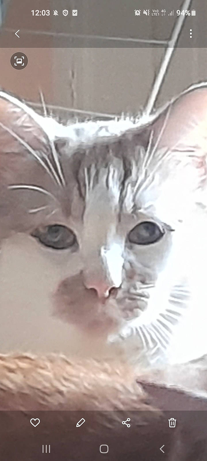 Nougat a rejoint le concours — aidez-le/la à gagner de superbes lots ! art, carnivore, cat, ear, eye, eyelash, fawn, felidae, fur, head, human_body, iris, jaw, nose, plant, sculpture, small_to_medium_sized_cats, snout, terrestrial_animal, whiskers