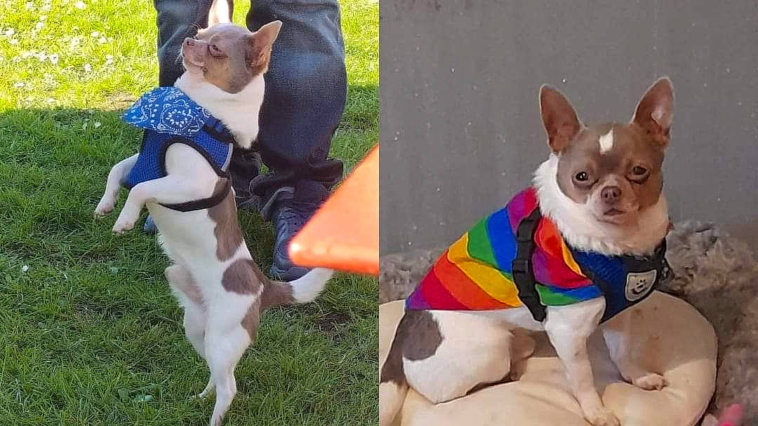 Pitchoun a rejoint le concours — aidez-le/la à gagner de superbes lots ! art, canidae, carnivore, collar, companion_dog, dog, dog_breed, dog_clothes, dog_collar, dog_supply, fawn, green, mammal, pattern, pet_supply, sporting_group, tail, toy_dog, vertebrate, working_animal