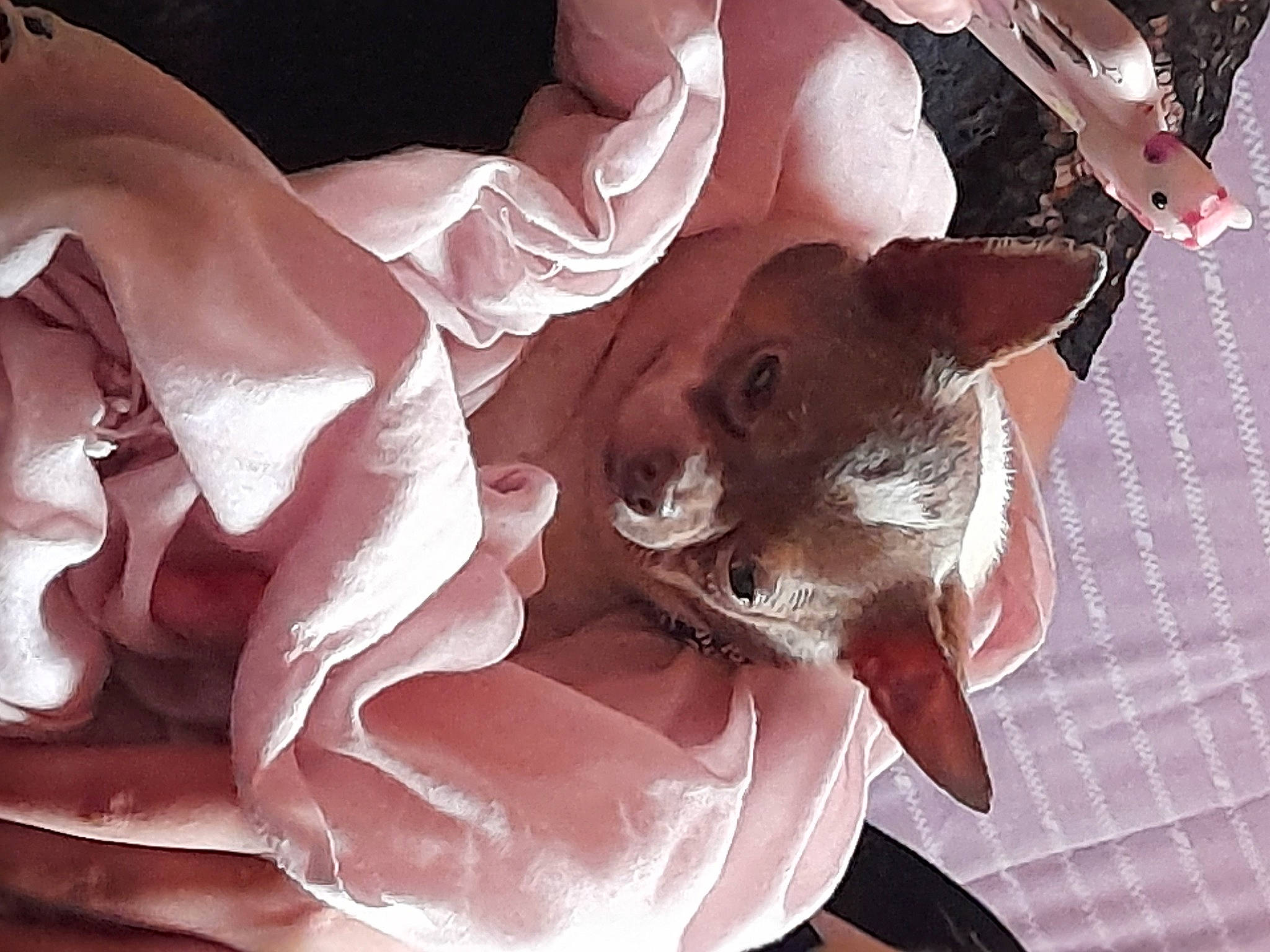 Pitchoun a rejoint le concours — aidez-le/la à gagner de superbes lots ! bridal_accessory, carnivore, child, cut_flowers, dress, eyelash, fashion_accessory, felidae, flesh, flowering_plant, fur, gesture, human_leg, peach, petal, pink, rose_family, toy