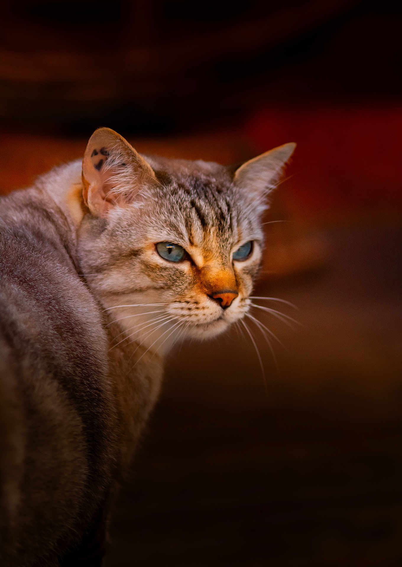 Lilou