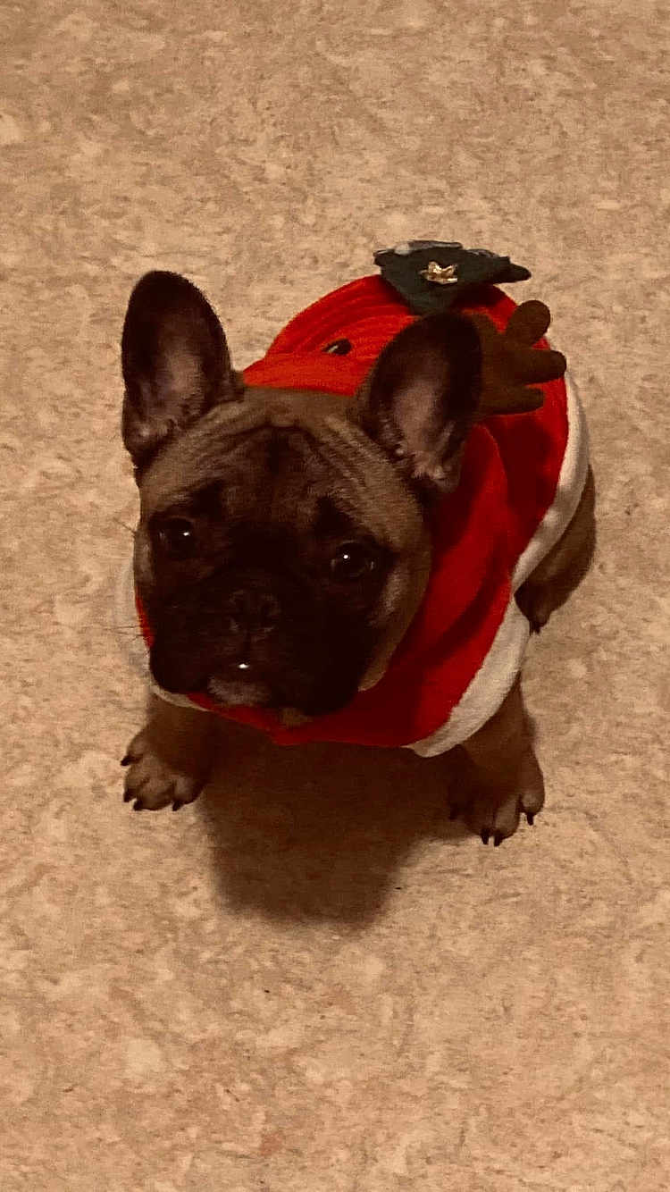 Ulina a rejoint le concours — aidez-le/la à gagner de superbes lots ! animal, antlers, brown, christmas, costume, cute, dog, ears, face, festive, floor, french_bulldog, holiday, indoor, looking_up, pet, pet_clothing, portrait, red_clothing, small_dog