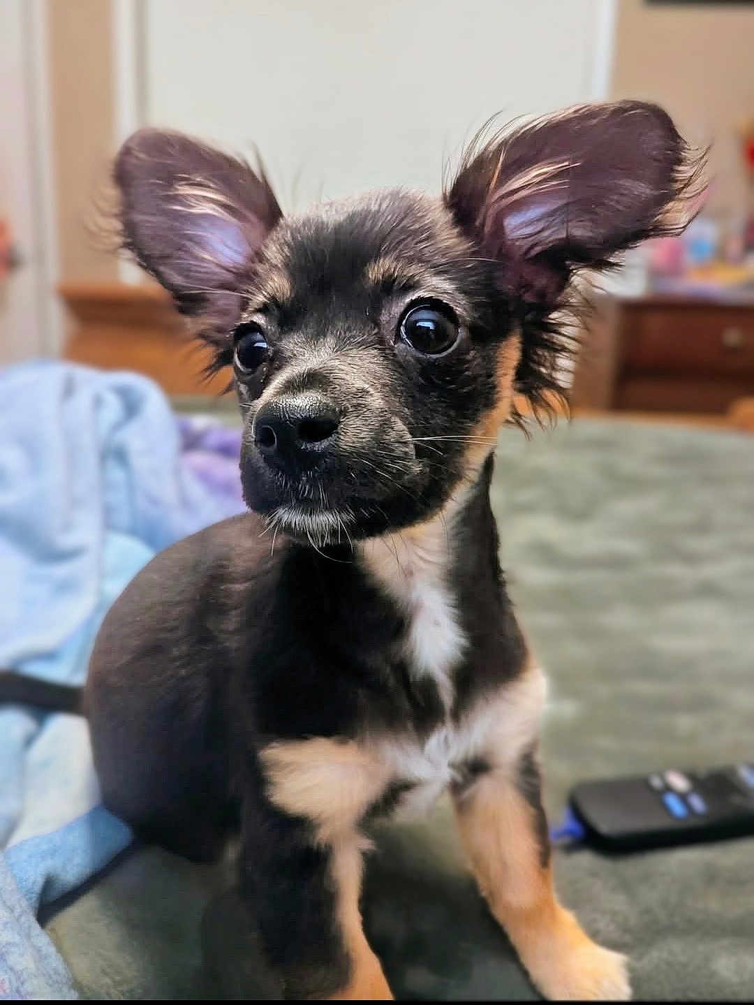 Charlie is registered to the contest to win money with this photo: puppy, dog, pet, cute, ears, bed, blanket, indoor, animal, young, fur, black, tan, white, small, domestic_animal, mammal, companion, face, alert